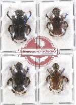 Scientific lot no. 537 Coprophaga (4 pcs)