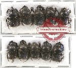 Scientific lot no. 553 Coprophaga (10 pcs A-, A2)