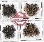 Scientific lot no. 542 Coprophaga (22 pcs)