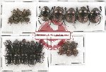 Scientific lot no. 518 Coprophaga (29 pcs)