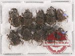 Scientific lot no. 516 Coprophaga (10 pcs)