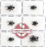 Scientific lot no. 561 Coprophaga (6 pcs)