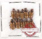 Scientific lot no. 551 Coprophaga (10 pcs)