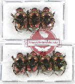 Scientific lot no. 511 Coprophaga (7 pcs A2)