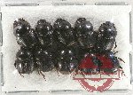 Scientific lot no. 567 Coprophaga (10 pcs)