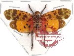 Penthicodes sp. 1 (A2)