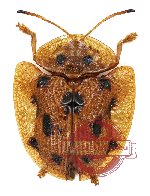 Laccoptera tredecimpunctata (4 pcs A2)