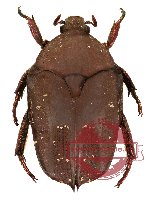 Protaetia (Caloprotaetia) wongi