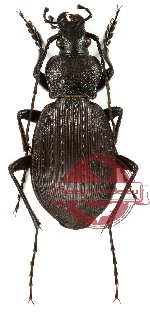 Carabus (Isiocarabus) hunanicola