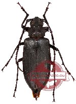 Ancyloprotus javanum