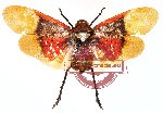 Penthicodes farinosa ssp. farinosa