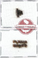 Scientific lot no. 109 Scolytidae (23 pcs)