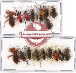 Scientific lot no. 764 Heteroptera (17 pcs)