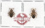 Scientific lot no. 840 Heteroptera (2 pcs - 1 pc A2)