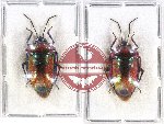 Scientific lot no. 815 Heteroptera (2 pcs)