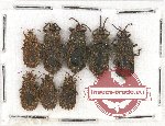 Scientific lot no. 784 Heteroptera (8 pcs)