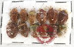 Scientific lot no. 780 Heteroptera (12 pcs)