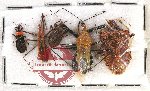Scientific lot no. 783 Heteroptera (5 pcs)