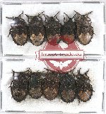 Scientific lot no. 821 Heteroptera (10 pcs)