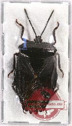 Pentatomidae sp. 39