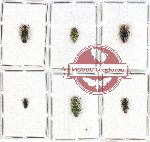 Scientific lot no. 89 Buprestidae (6 pcs)