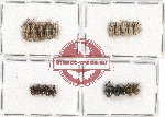 Scientific lot no. 455 Curculionidae (20 pcs - 10 pcs A2)