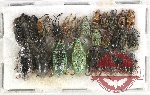 Scientific lot no. 450 Curculionidae (25 pcs)