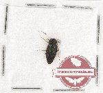 Scientific lot no. 43 Blattodea (1 pc)