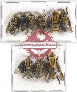 Scientific lot no. 41 Diptera (9 pcs)