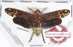 Birdantis sp. 1
