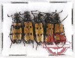 Scientific lot no. 51 Meloidae (5 pcs)