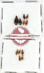 Scientific lot no. 419 Carabidae (11 pcs)