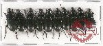 Scientific lot no. 430 Carabidae (10 pcs)