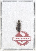 Scientific lot no. 194 Cerambycidae (1 pc)