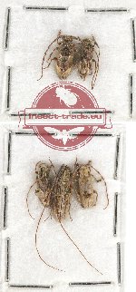 Scientific lot no. 229 Cerambycidae (5 pcs)