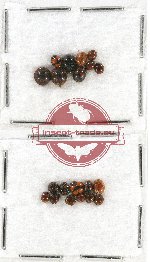 Scientific lot no. 77 Coccinelidae (20 pcs)