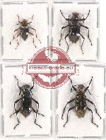 Scientific lot no. 266 Tenebrionidae (4 pcs)