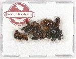 Scientific lot no. 107 Scolytidae (26 pcs)