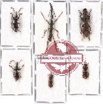 Scientific lot no. 62 Brenthidae (6 pcs)