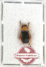 Chrysomelidae sp. 65 (A2)