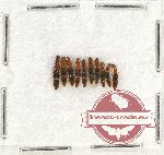 Prostomidae Scientific lot no. 6 (10 pcs)