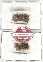 Scientific lot no. 19 Membracinae (8 pcs A, A-, A2)