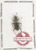 Cylindera (Ifasina) kaleea