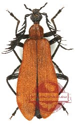 Pyrochroidae sp. 1