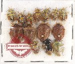 Scientific lot no. 781 Heteroptera (14 pcs)