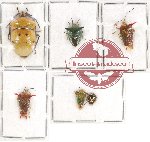 Scientific lot no. 789 Heteroptera (6 pcs)