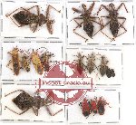 Scientific lot no. 766 Heteroptera (16 pcs)