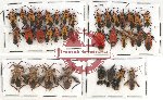 Scientific lot no. 774 Heteroptera (41 pcs)