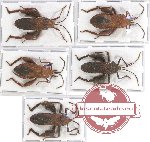 Scientific lot no. 842 Heteroptera (5 pcs)