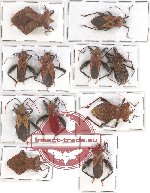 Scientific lot no. 765 Heteroptera (11 pcs A, A-, A2)